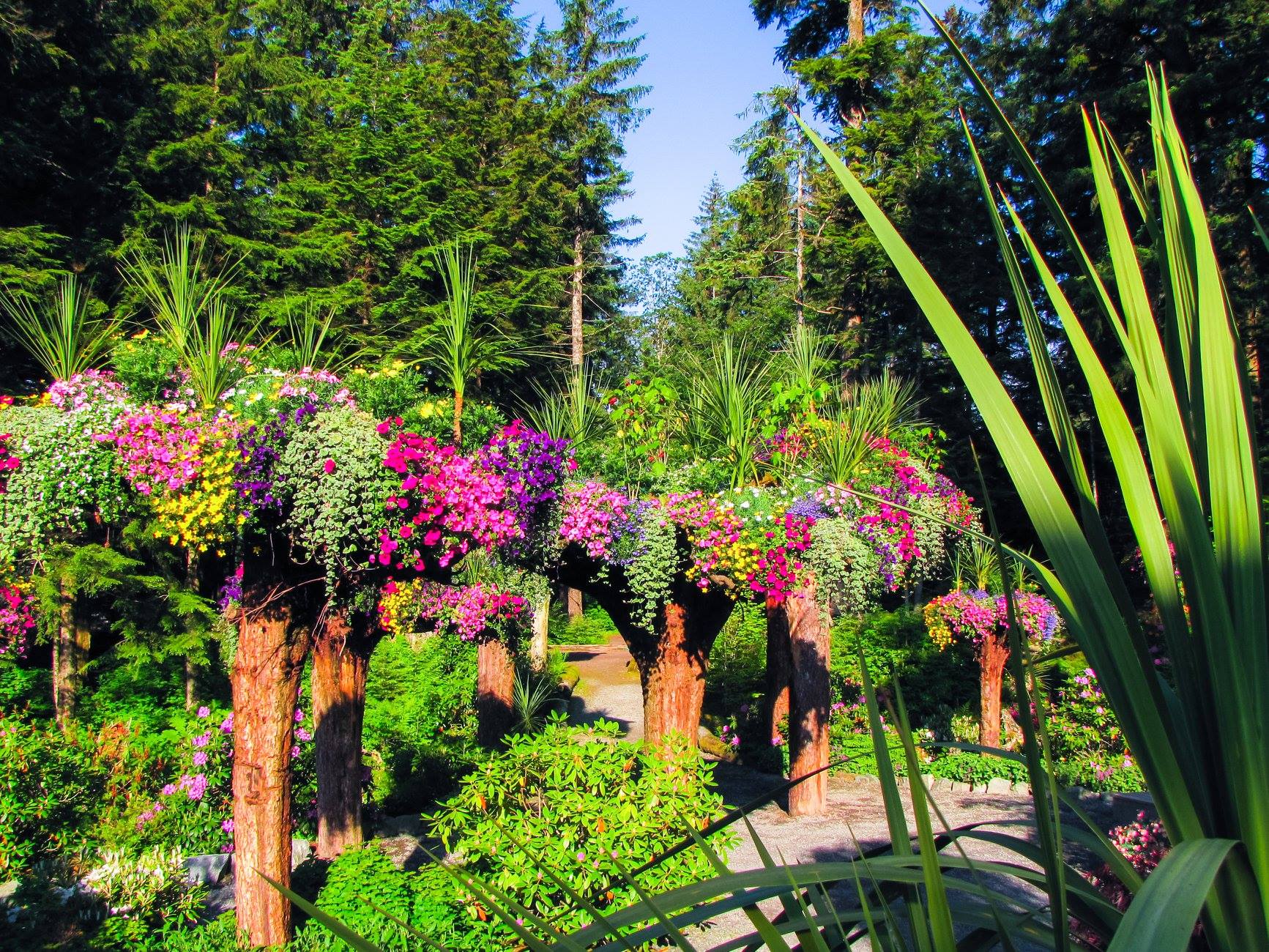 Alaska Upside Down Trees Touring Juneau's Glacier Gardens